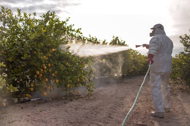 Best Emergency Pest Control  in Clemmons, NC