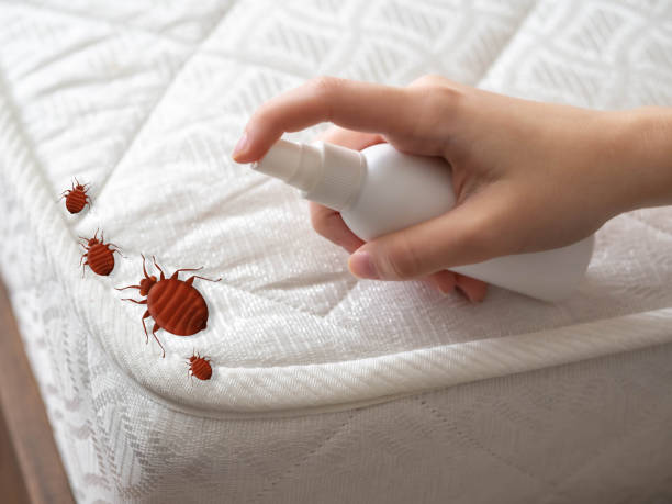 Best Cockroach Control Services  in Clemmons, NC